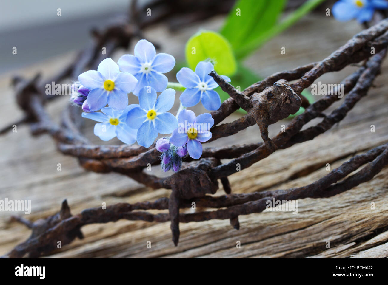 blossoms of  forget-me-not on rusty barbed wire Stock Photo