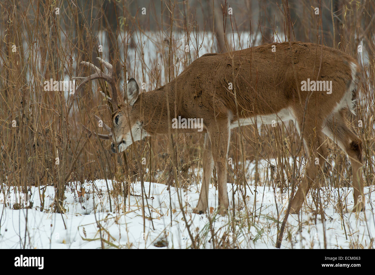 Large Whitetail Deer Stock Photo