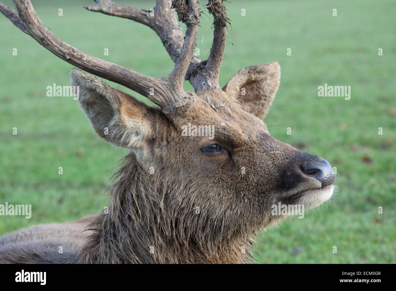 A head profile of a Barasingha Deer Stock Photo