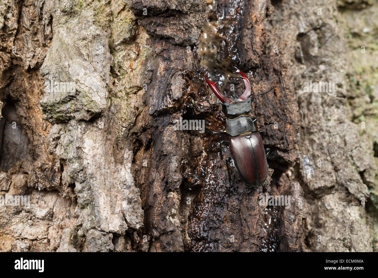 European stag beetle, stagbeetle, male, eats tree sap, Hirschkäfer