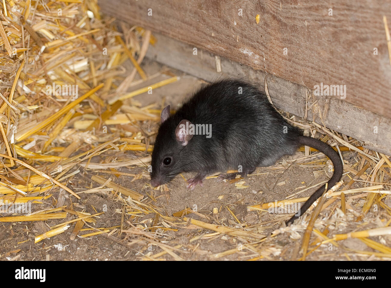 Black rat, roof rat, house rat, ship rat, rats, Hausratte, Haus-Ratte, Ratte, Ratten, Rattus rattus, rat noir, rat des greniers Stock Photo