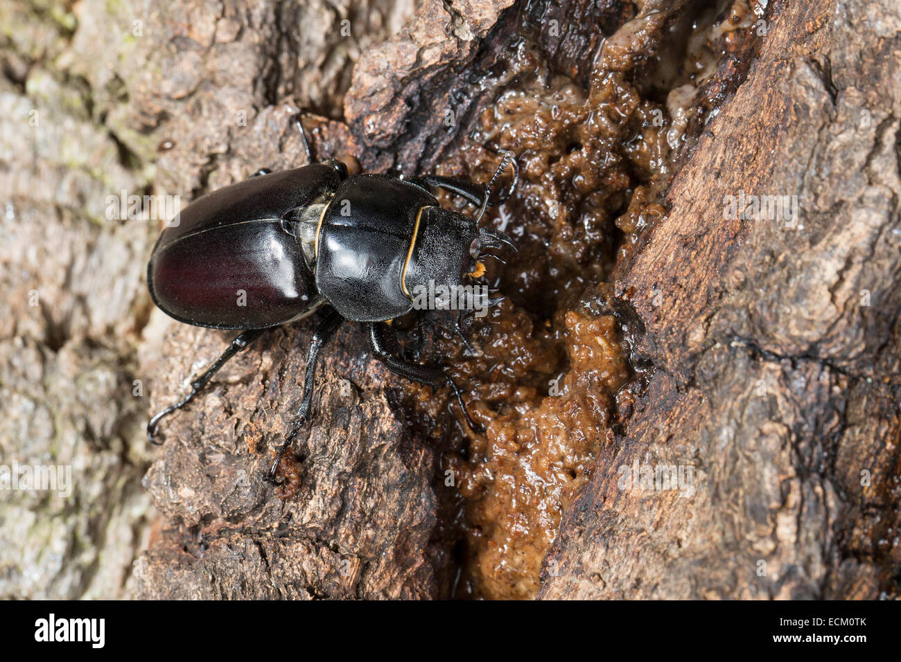 European stag beetle, stag-beetle, female, eats tree sap, Hirschkäfer, Weibchen, leckt Baumsaft an Eiche, Lucanus cervus Stock Photo