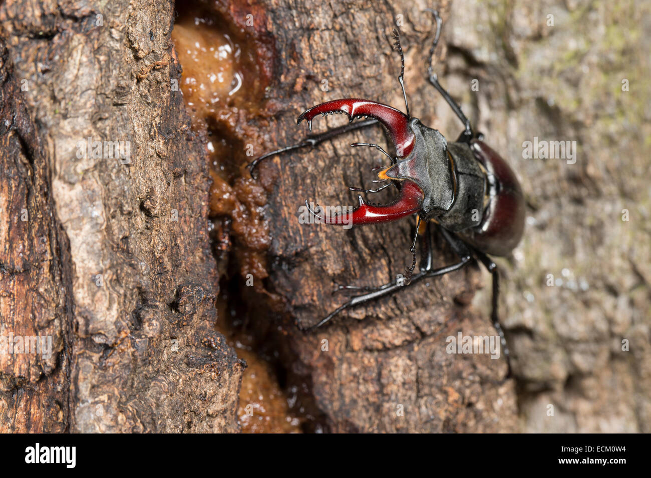 European stag beetle, stagbeetle, male, eats tree sap, Hirschkäfer