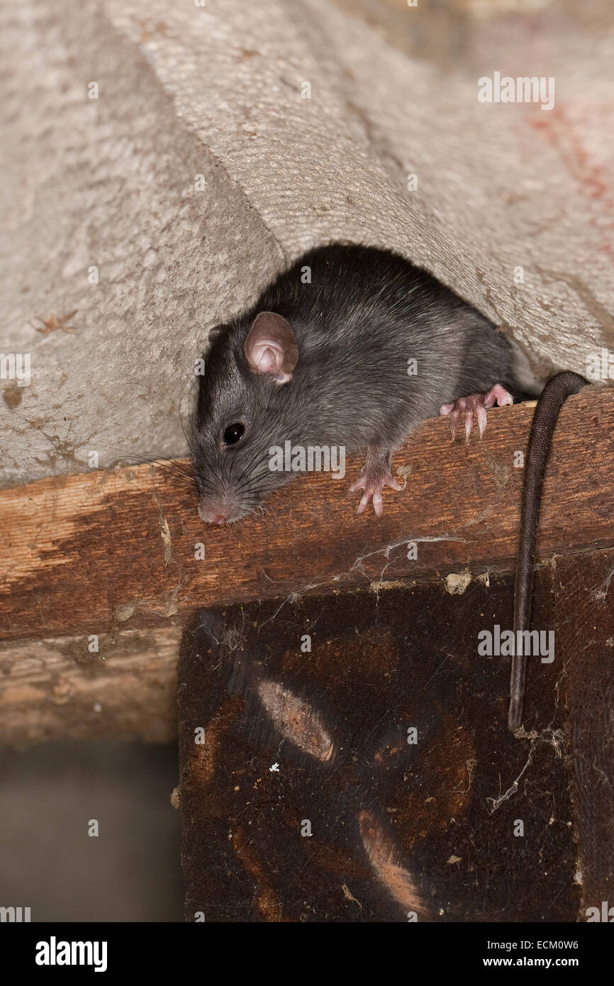Black rat, roof rat, house rat, ship rat, rats, Hausratte, Haus-Ratte, Ratte, Ratten, Rattus rattus, rat noir, rat des greniers Stock Photo