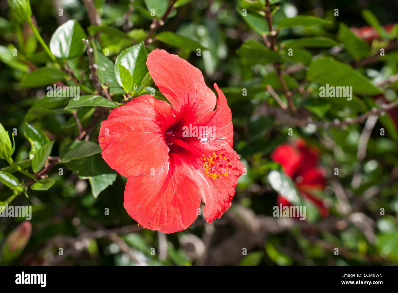 Hibiscus, Rose mallow, Chinese hibiscus, China rose, Hibiscus rosa