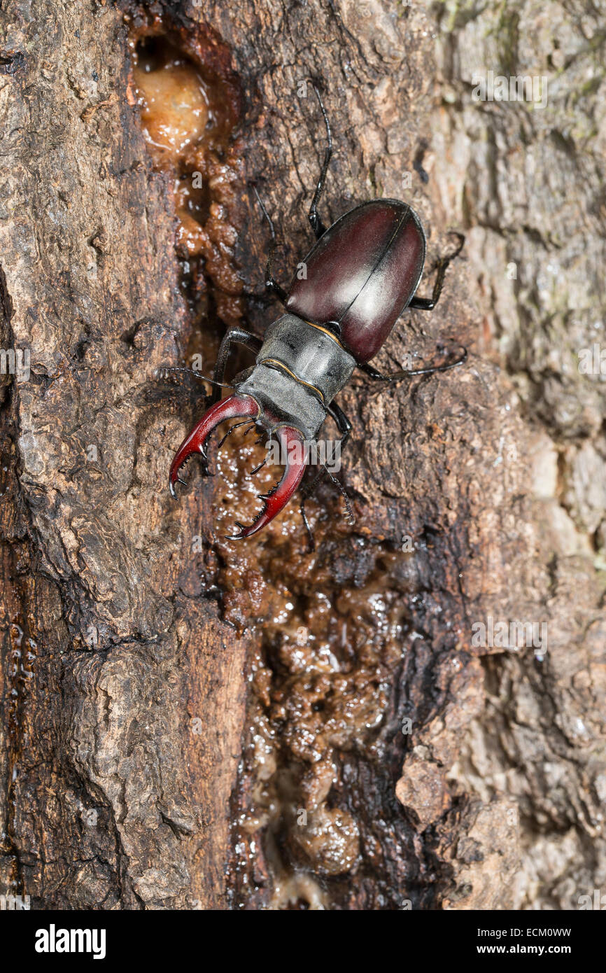 European stag beetle, stagbeetle, male, eats tree sap, Hirschkäfer