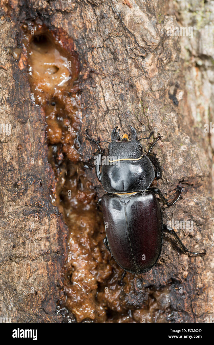 European stag beetle, stag-beetle, female, eats tree sap, Hirschkäfer, Weibchen, leckt Baumsaft an Eiche, Lucanus cervus Stock Photo