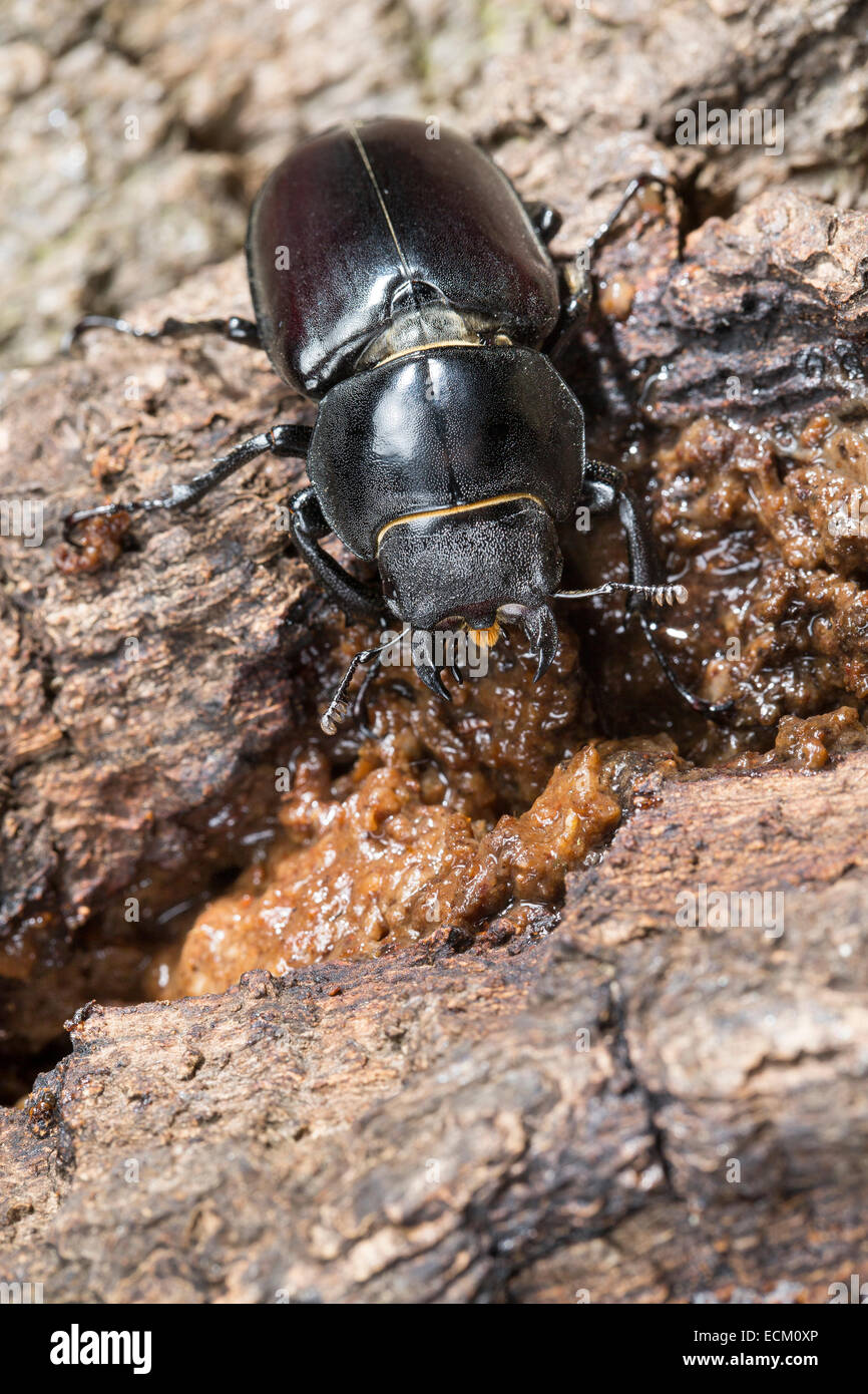 European stag beetle, stag-beetle, female, eats tree sap, Hirschkäfer, Weibchen, leckt Baumsaft an Eiche, Lucanus cervus Stock Photo