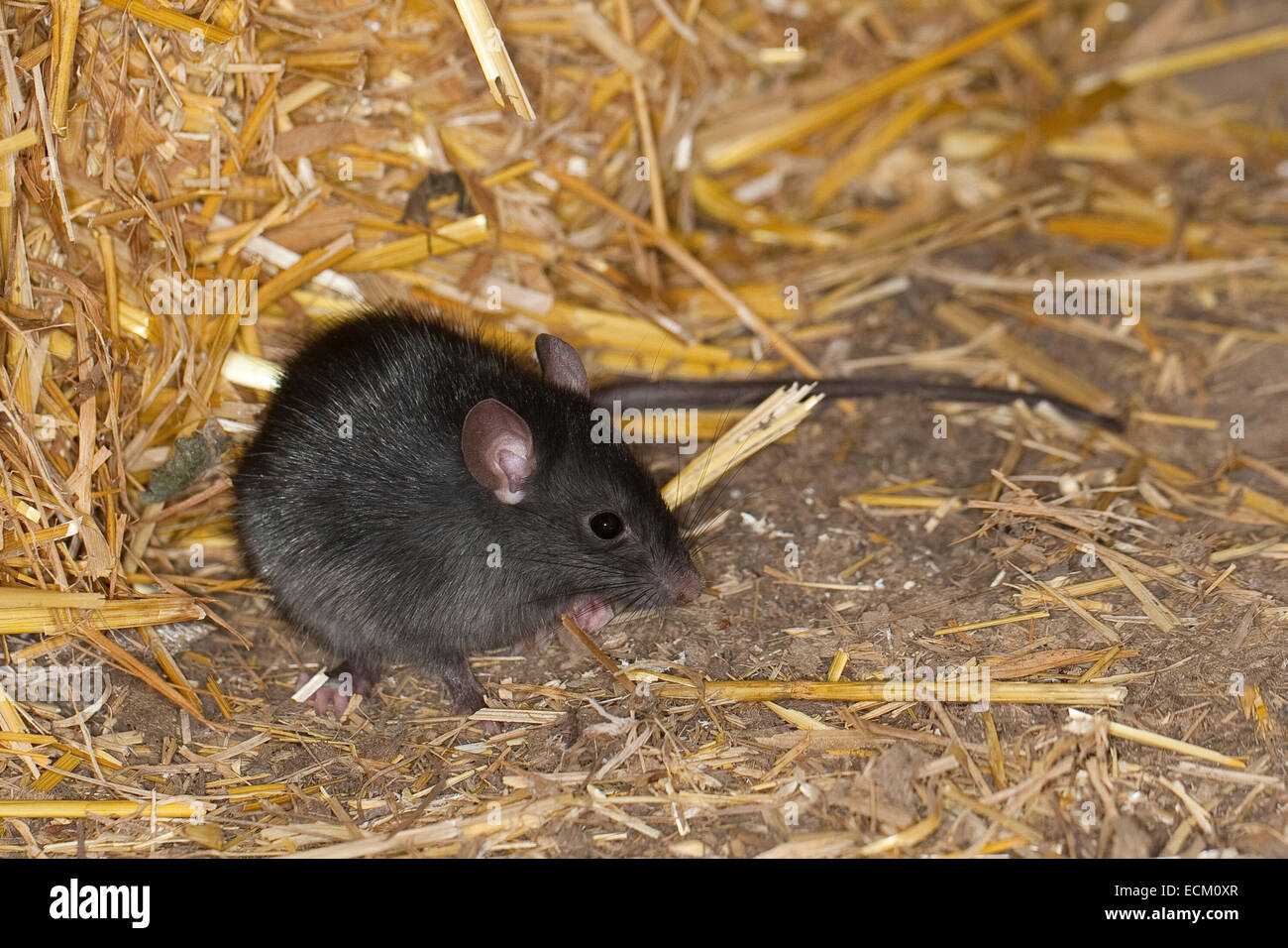 Black rat, roof rat, house rat, ship rat, rats, Hausratte, Haus-Ratte, Ratte, Ratten, Rattus rattus, rat noir, rat des greniers Stock Photo