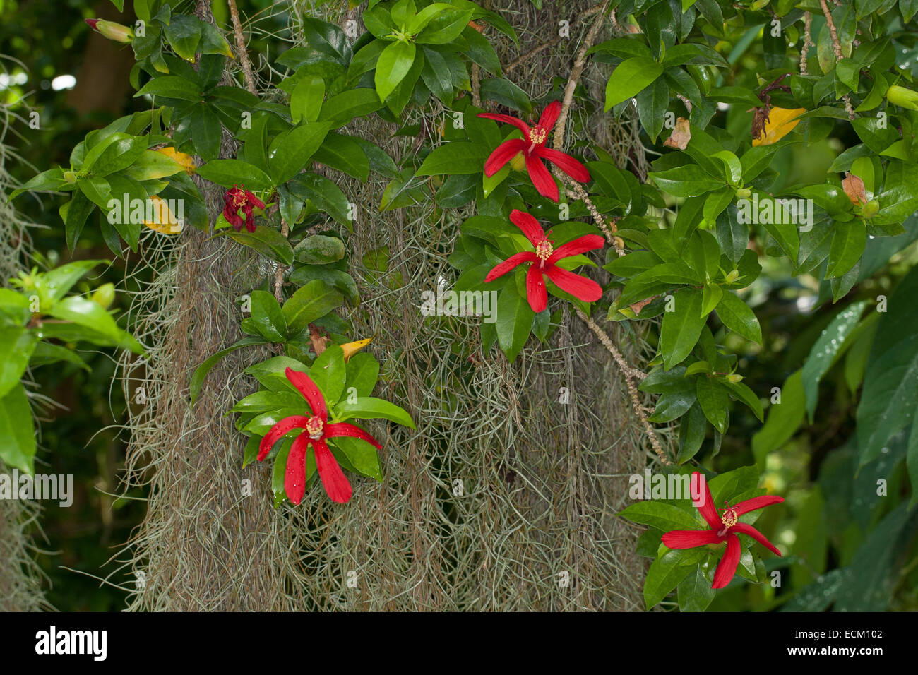 Hawaiian red hibiscus, Hawaiian hibiscus, hibiscus, Giant mallow, Rose Mallow, Hibiscus clayi, Hibiskus, Eibisch, Roseneibisch Stock Photo