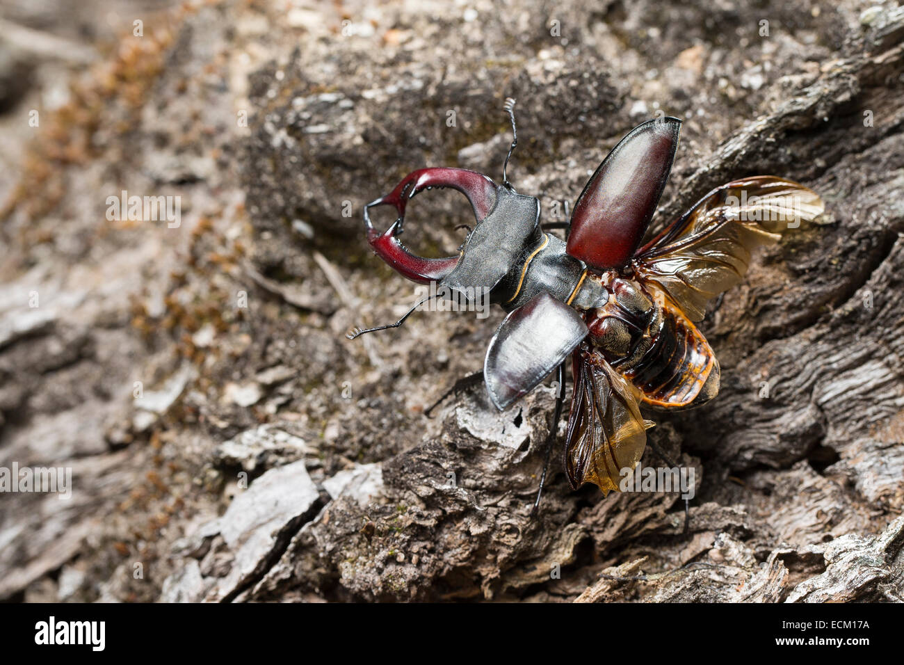 European Stag Beetle Stag beetle Male Flight Hirschk fer M nnchen 