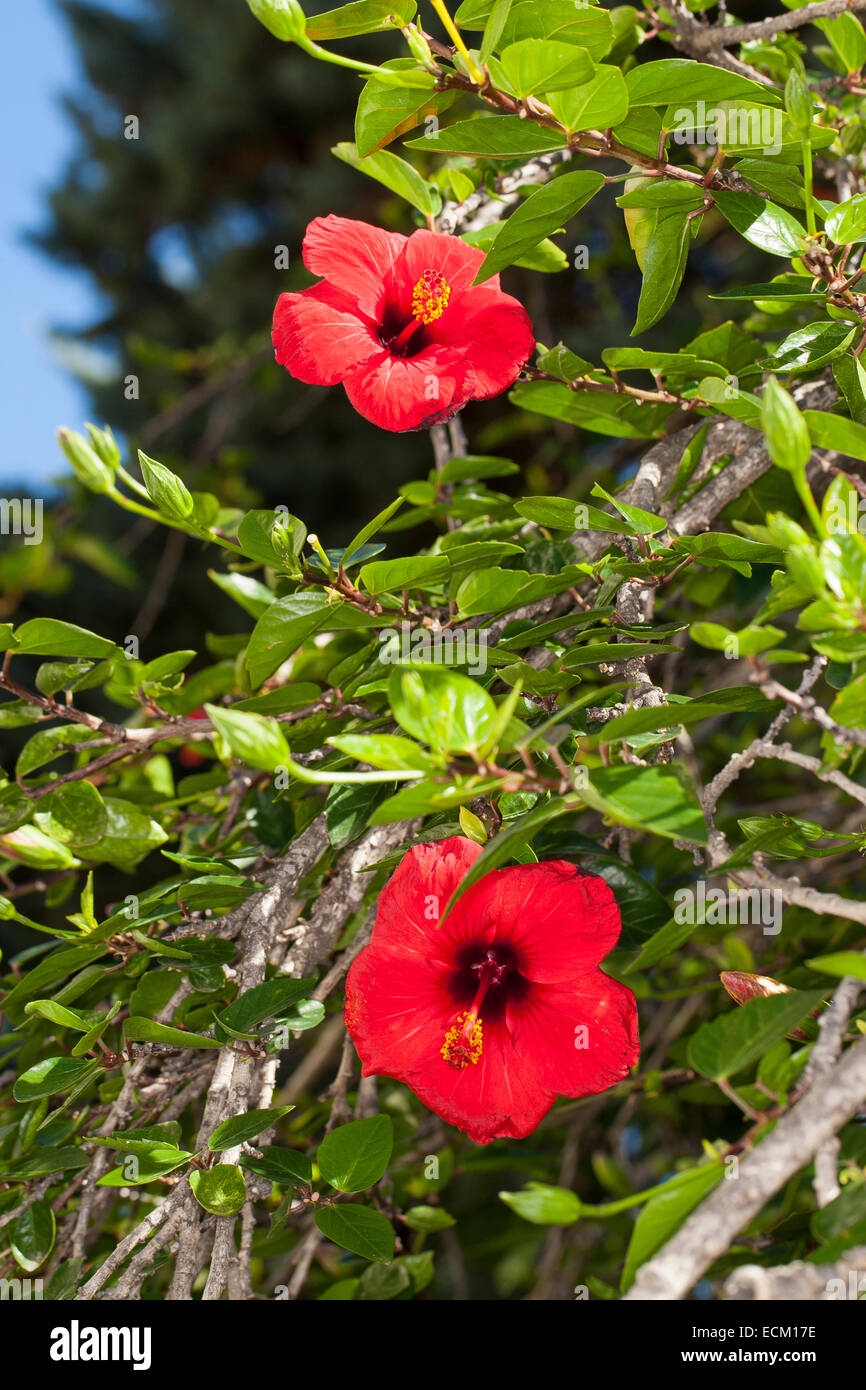 Hibiscus, Rose mallow, Chinese hibiscus, China rose, Hibiscus rosa