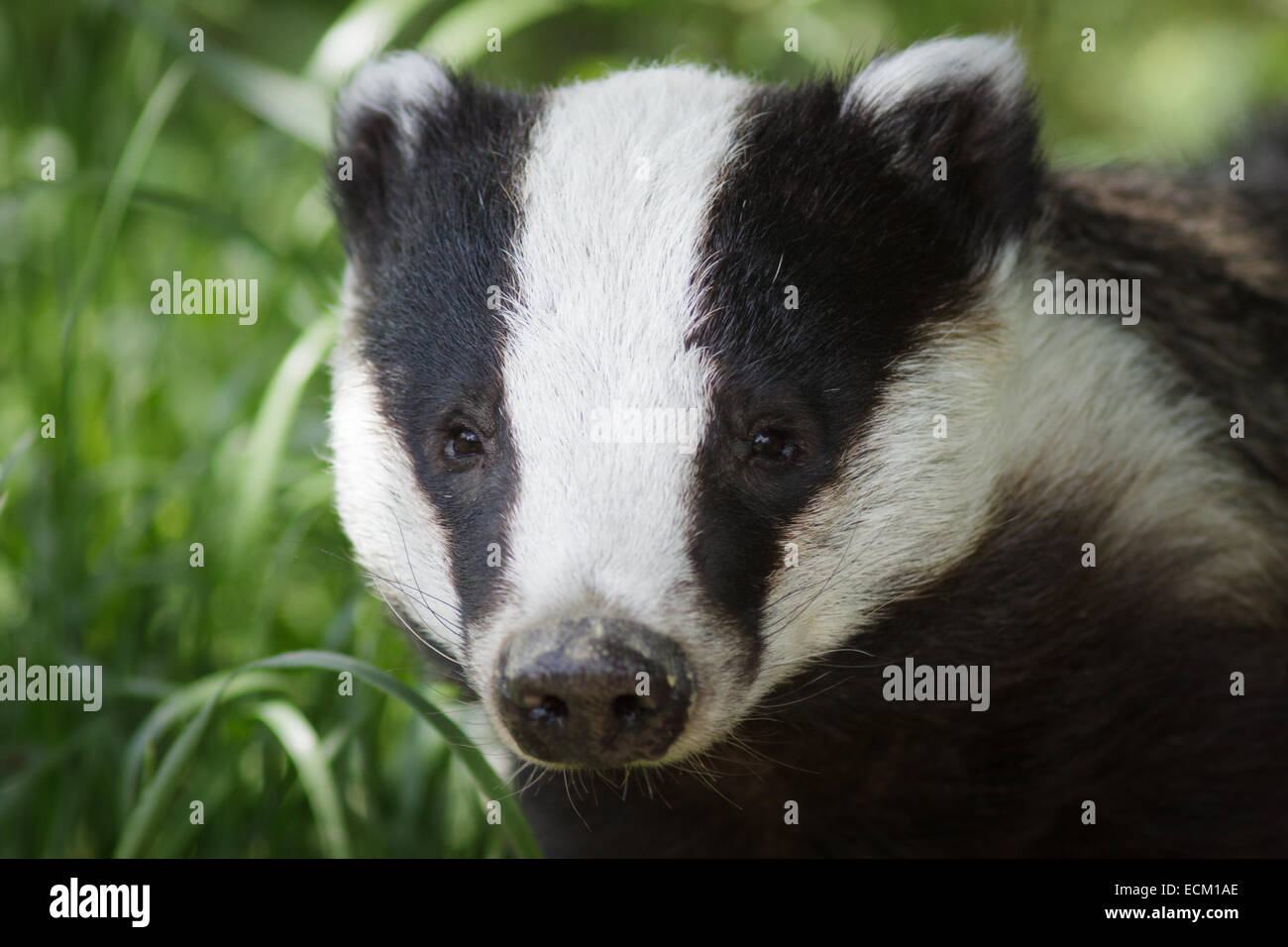 Badger portrait. Stock Photo