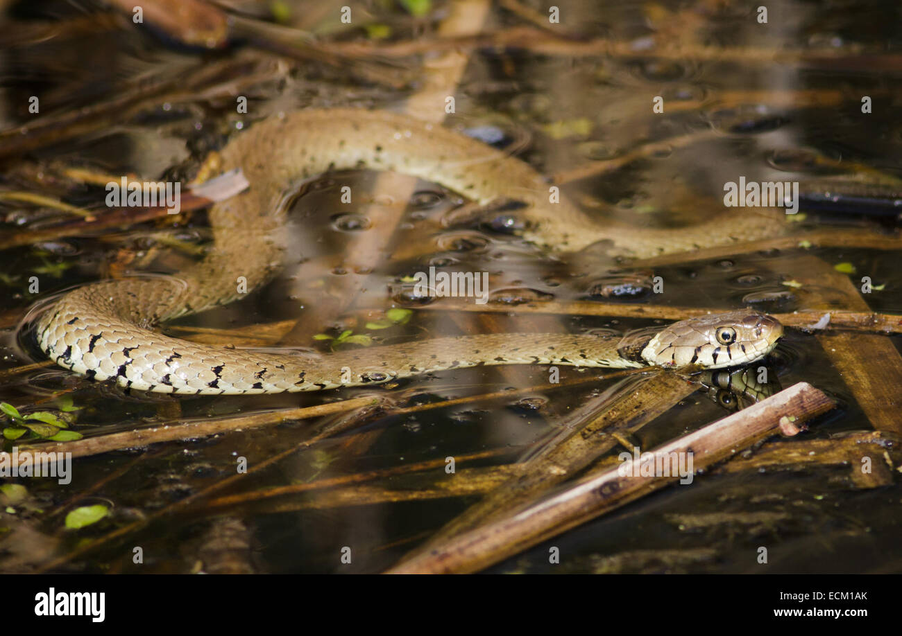 A Grass snake swimming Stock Photo Alamy