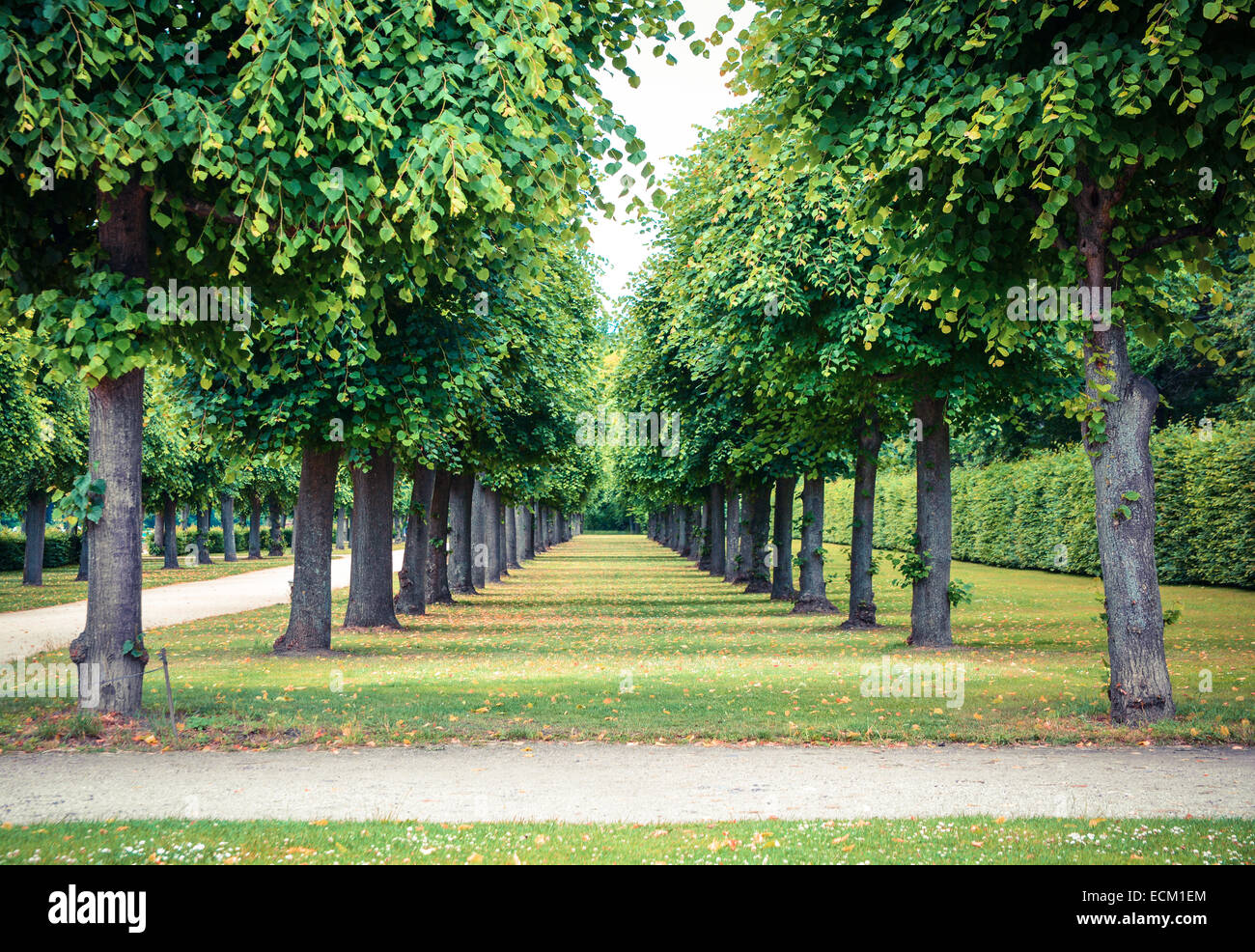 Symmetrical trees hi-res stock photography and images - Alamy