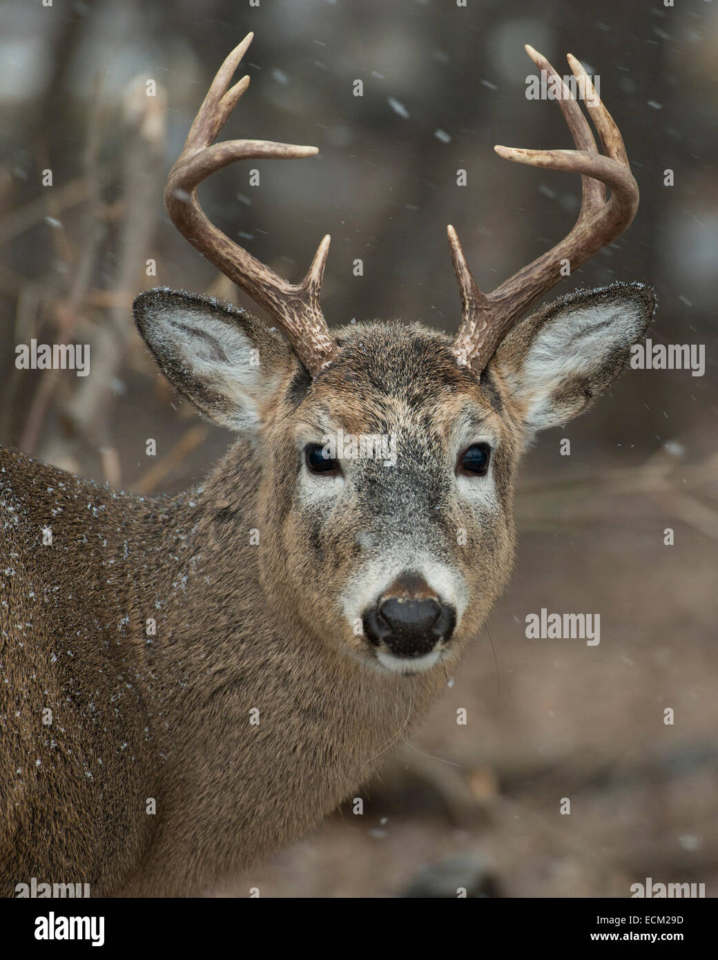 Whitetail Deer Buck Stock Photo