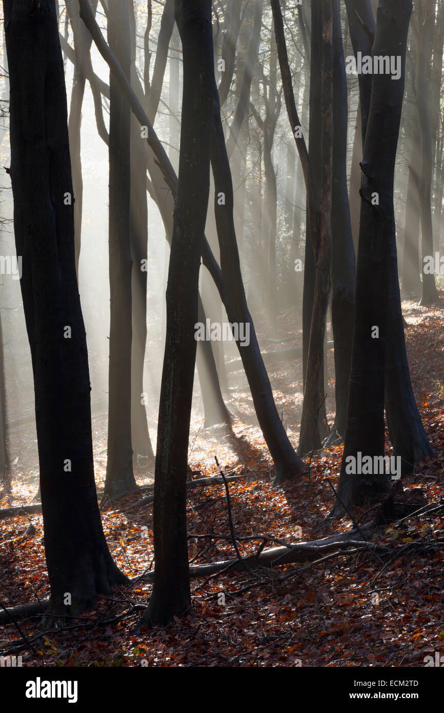 Woods woodland trees hi-res stock photography and images - Alamy