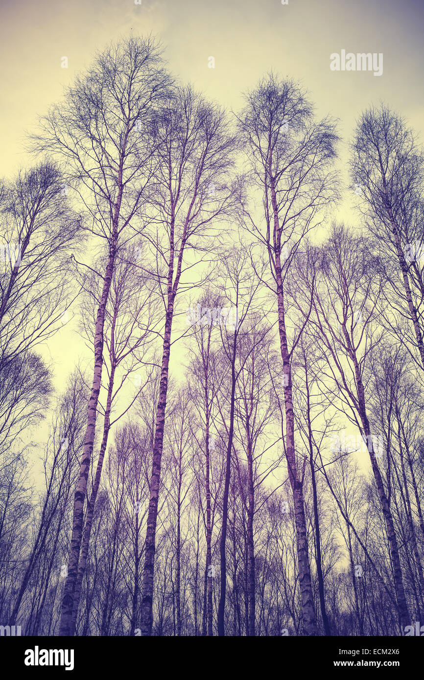 Looking up through trees, retro filtered background. Stock Photo