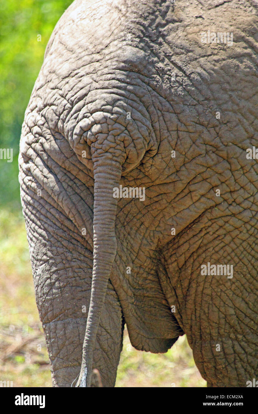 Wrinkled back skin and tail of an african elephant (Loxodonta Africana) Stock Photo