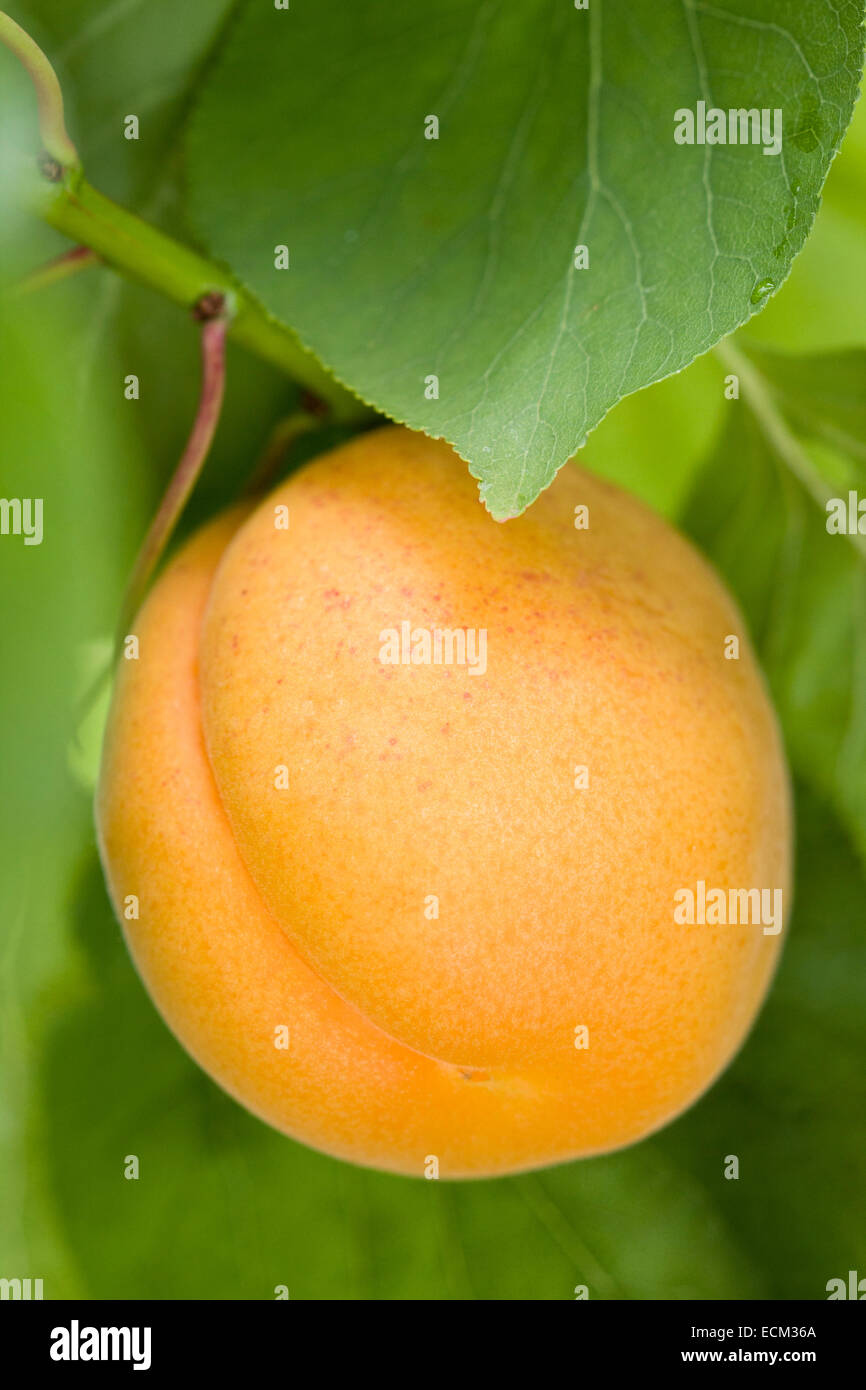 Moorpark hires stock photography and images Alamy