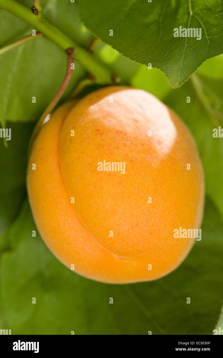 Apricot Fruit on Tree - Moorpark Stock Photo