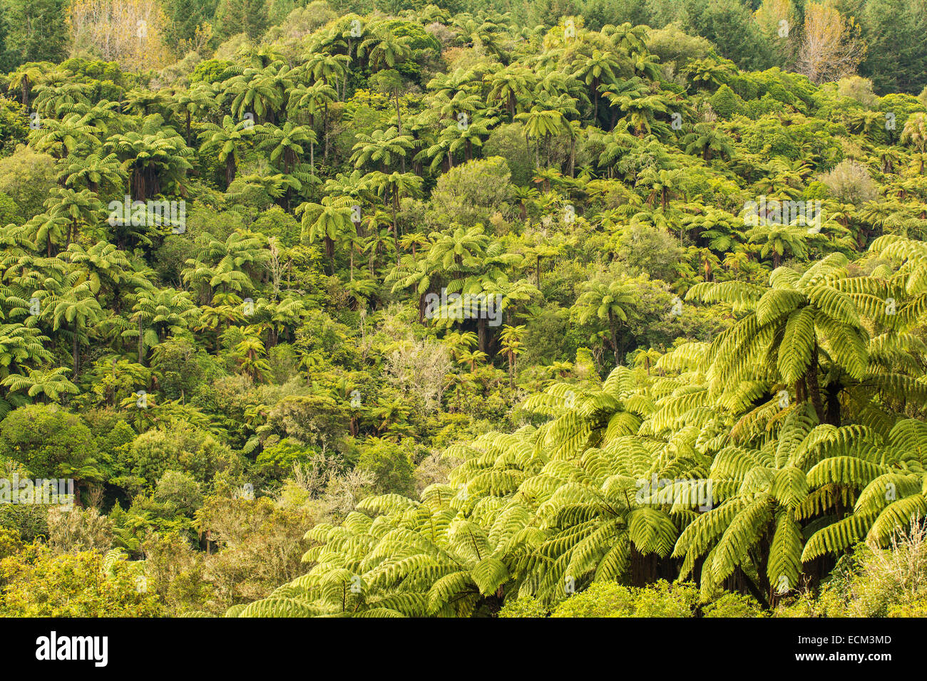 Tree ferns in new zealand hi-res stock photography and images - Alamy