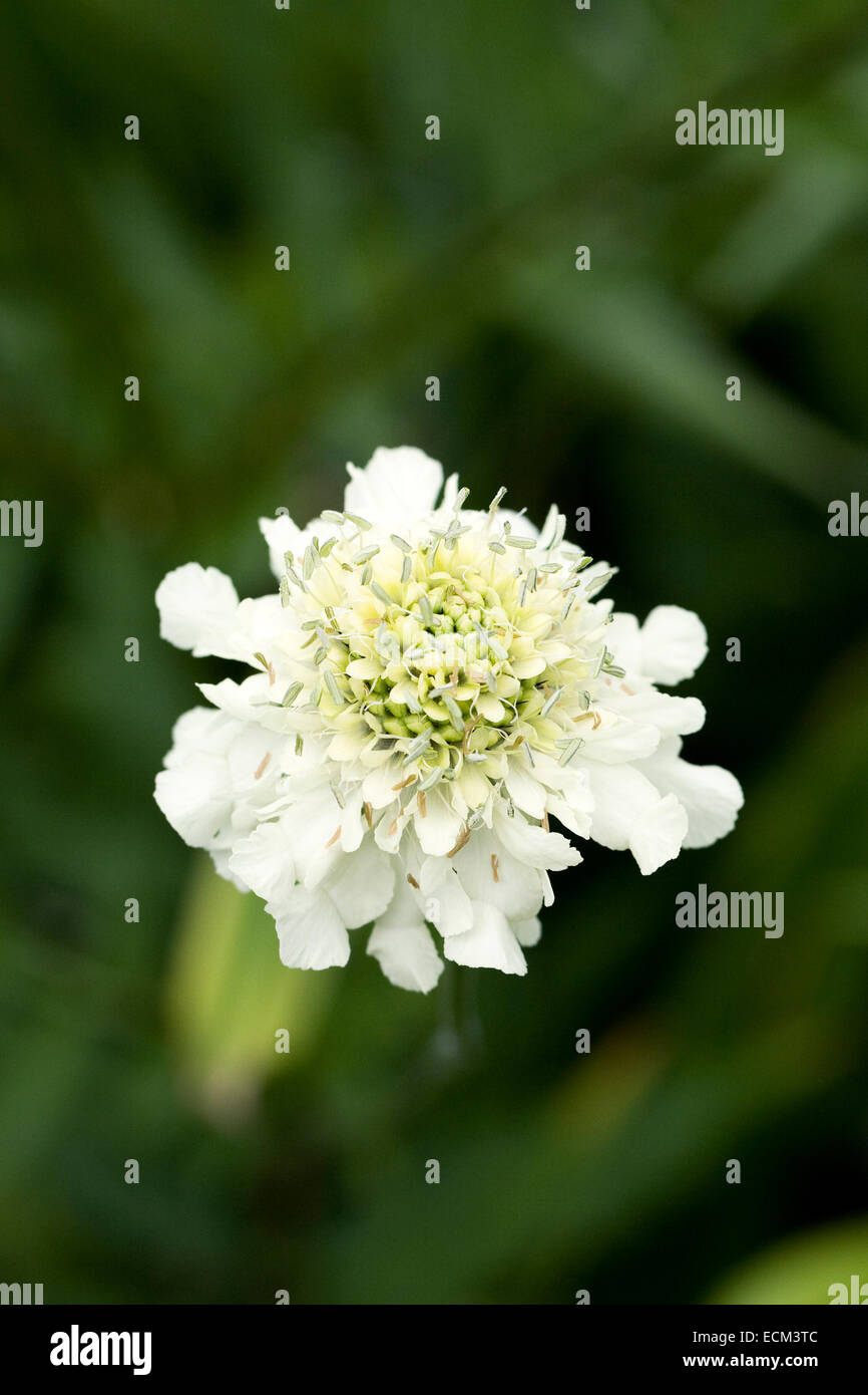 Cephalaria gigantea. Giant scabious flower. Stock Photo