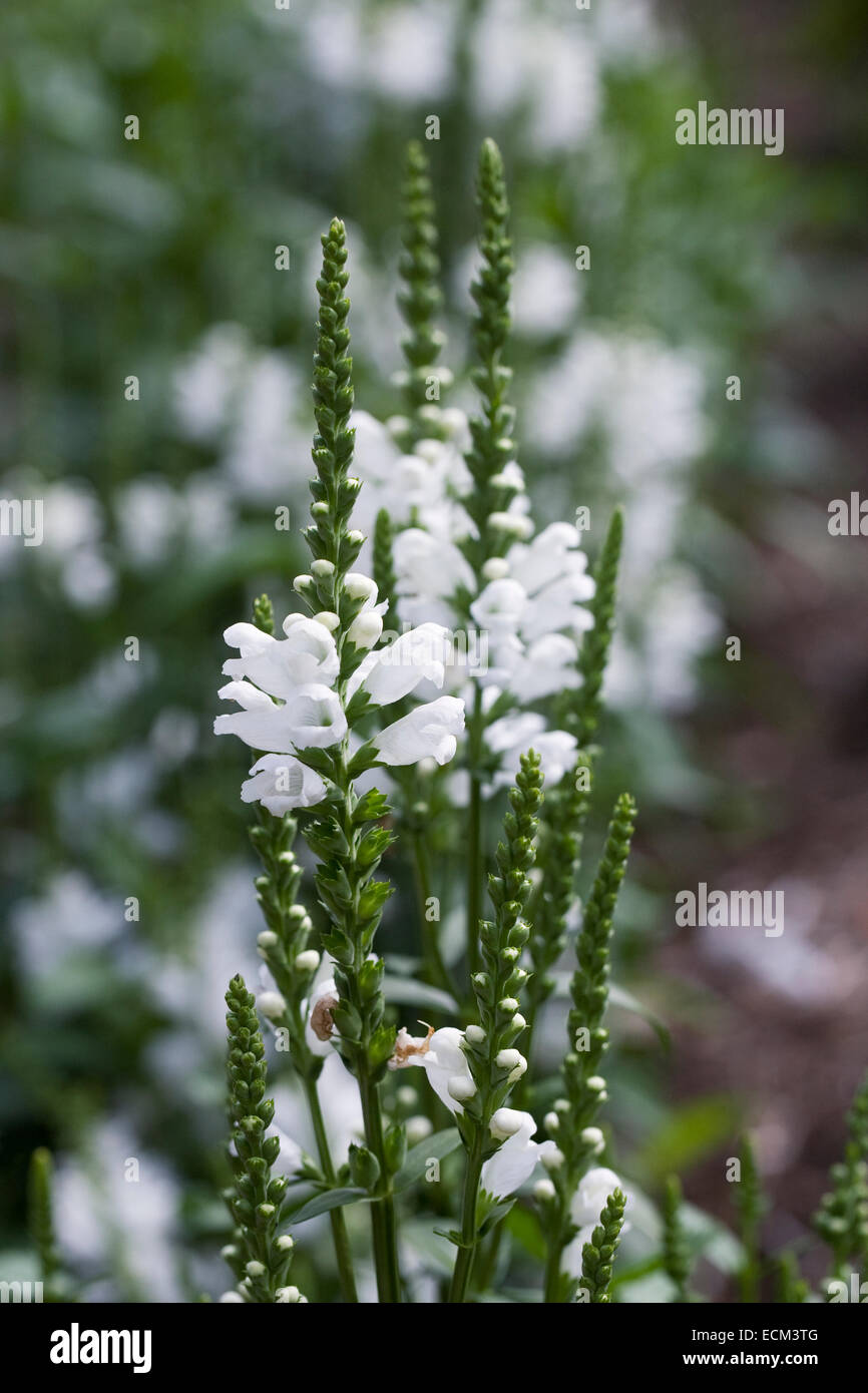 Physostegia Virginiana 'Crystal Peak White'. Obedient plant. Stock Photo