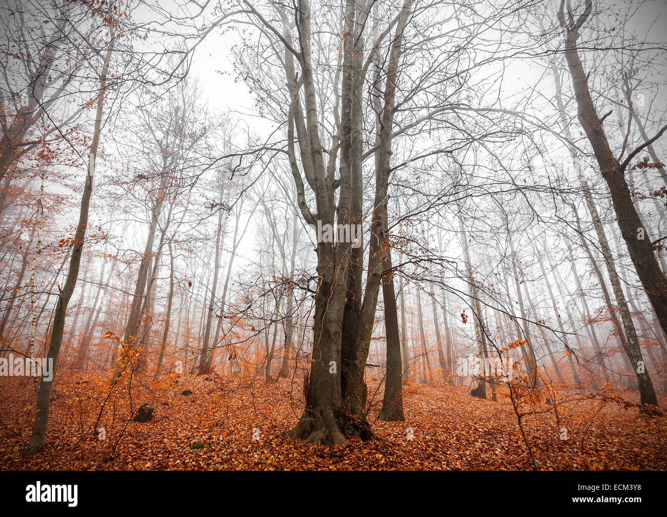 Mysterious autumnal forest in a foggy day. Stock Photo