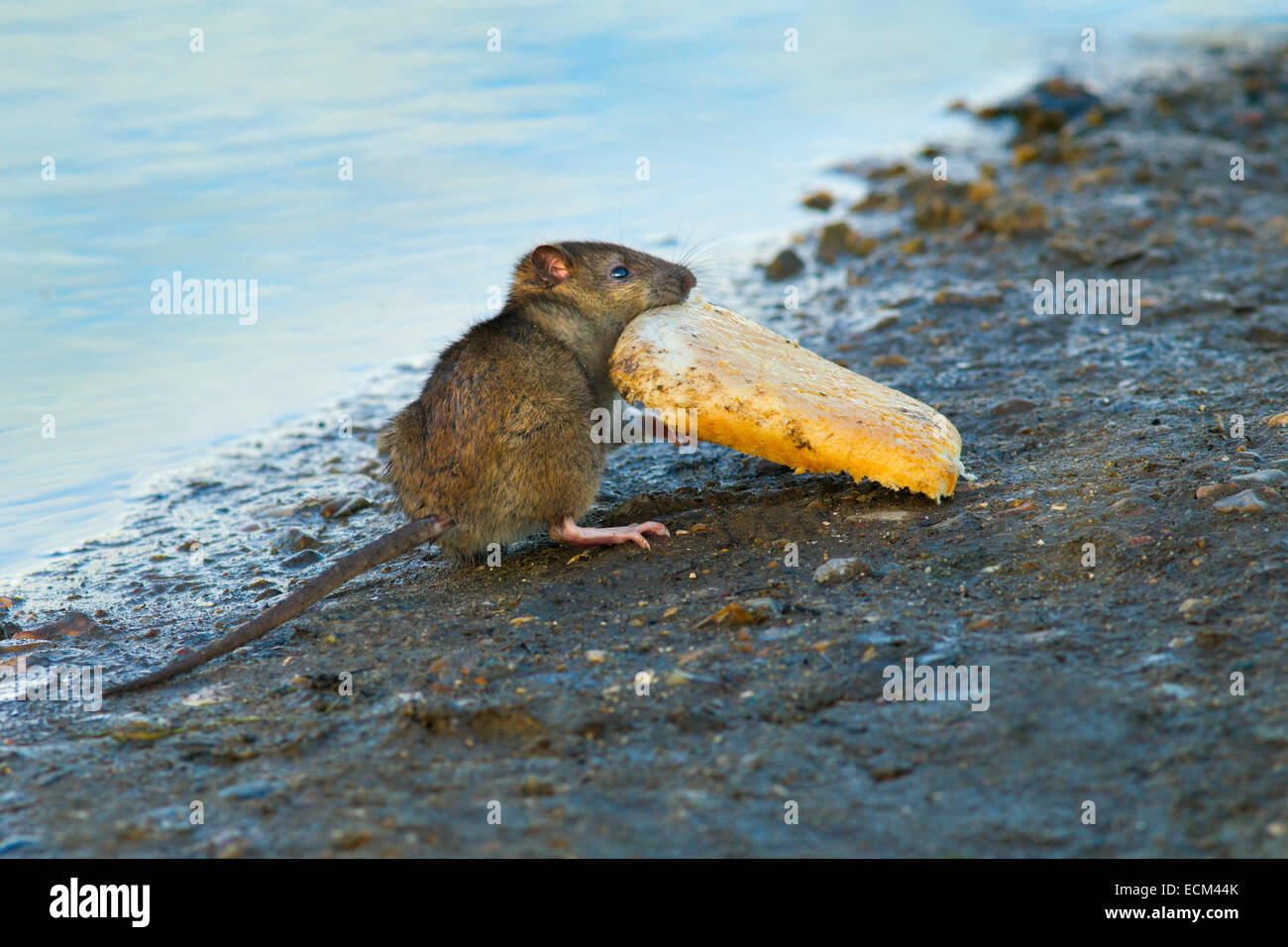 Brown Rat Rattus norvegicus carrying bread back to its burrow Stock