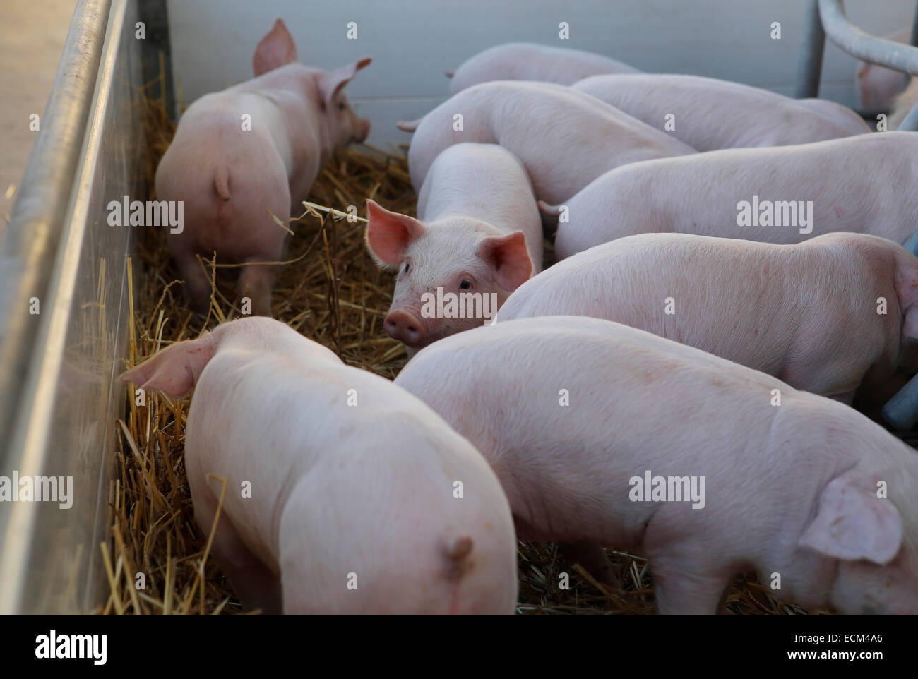 Young pig brood seen at their enclosure during a local fair in the island of Majorca, Spain Stock Photo