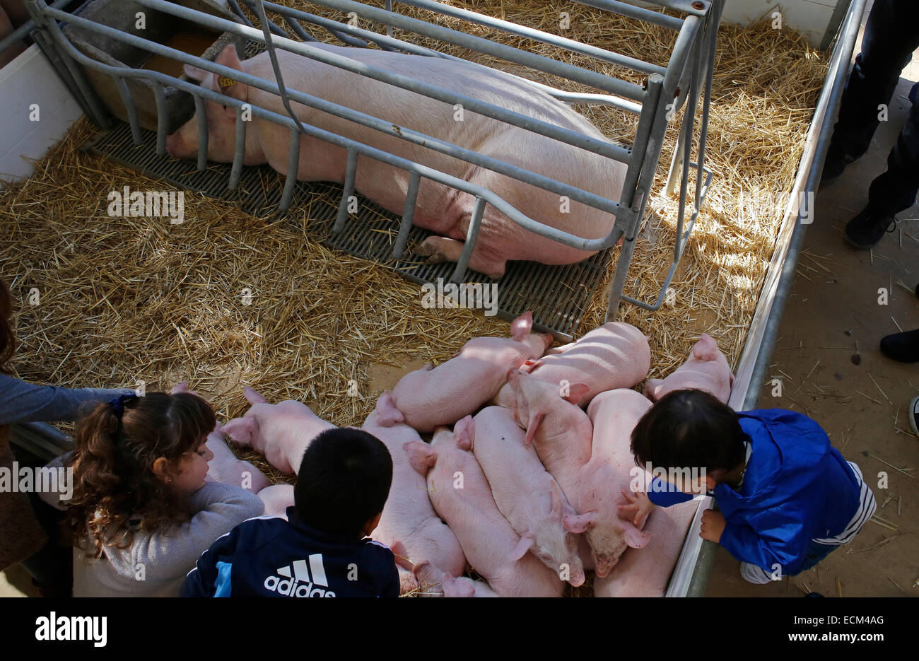 Young pig brood seen at their enclosure during a local fair in the island of Majorca, Spain Stock Photo