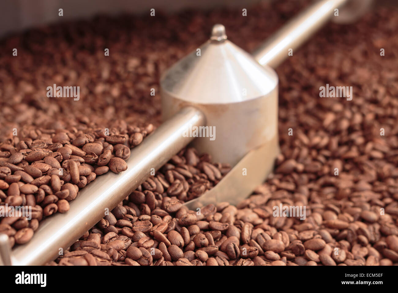 Coffee beans in a stainless steel cooler after roasting Stock Photo