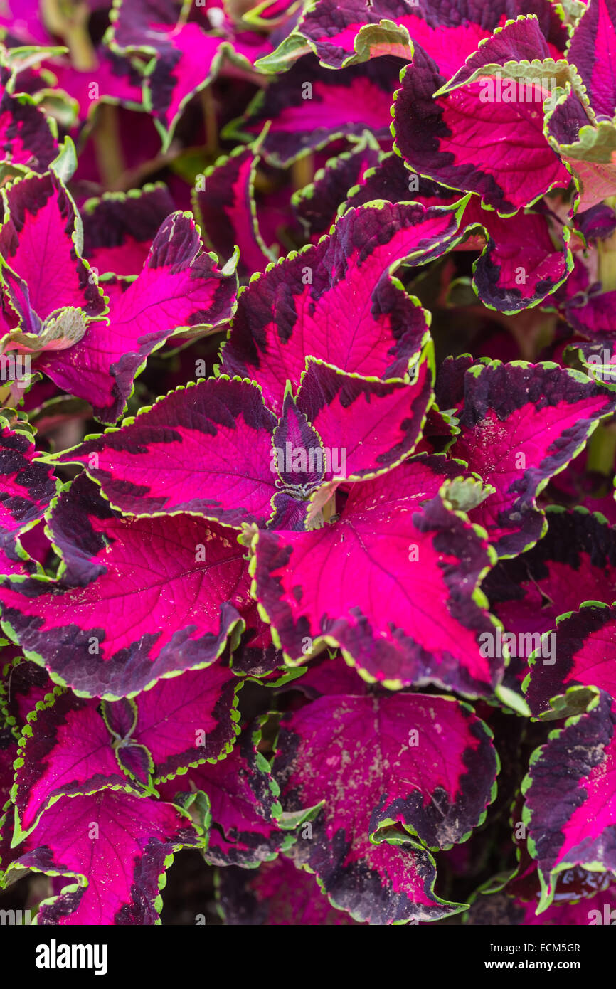 A fancy leaf coleus in the summer garden. Stock Photo