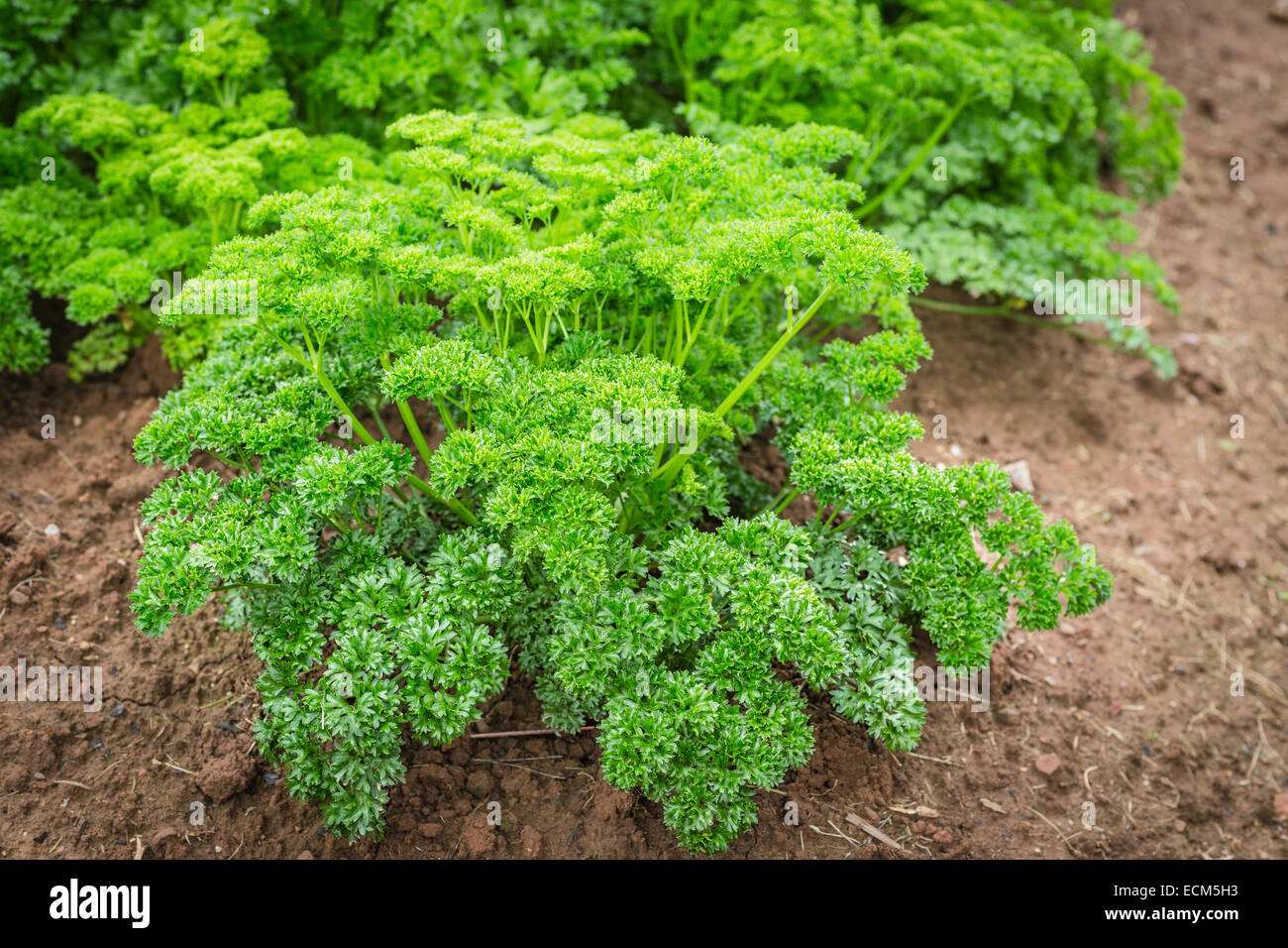 Curly parsley plant growing in the garden. Stock Photo