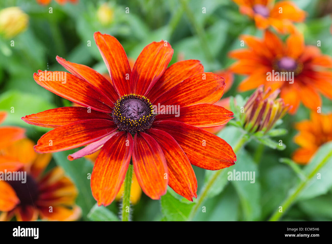 A pretty variety of garden rudbeckia called Autumn Colours.  Botanical name is Rudbeckia hirta Autumn Colours. Stock Photo