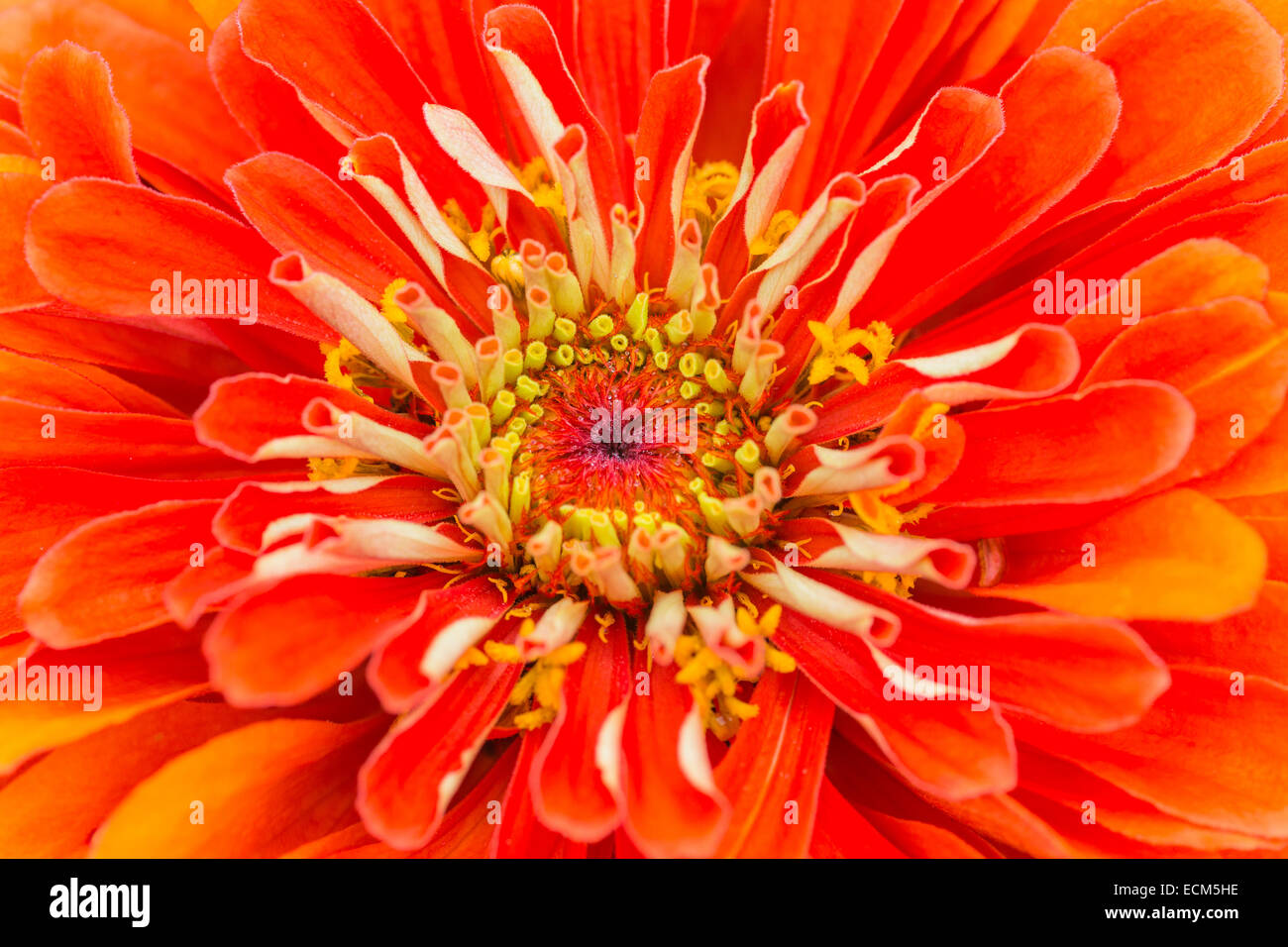 Chrysanthemum and zinnia hires stock photography and images Alamy