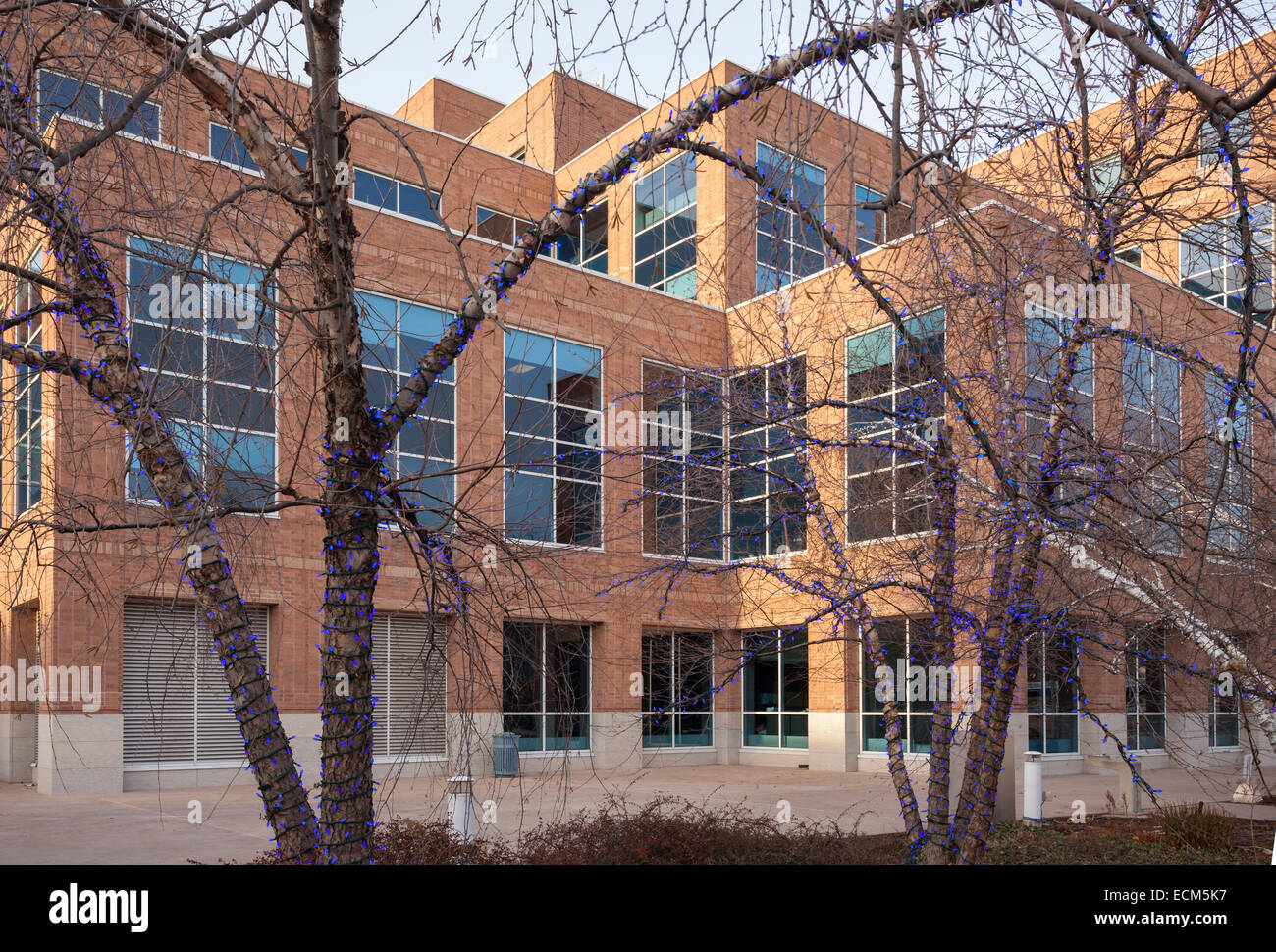 An abstract view of Brampton's City Hall looking through trees covered