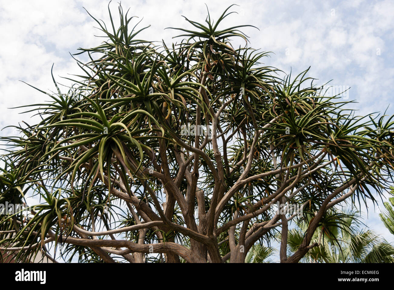 Tangled branches of the succulent tree aloe, Aloe barberae (A.bainesii) Stock Photo