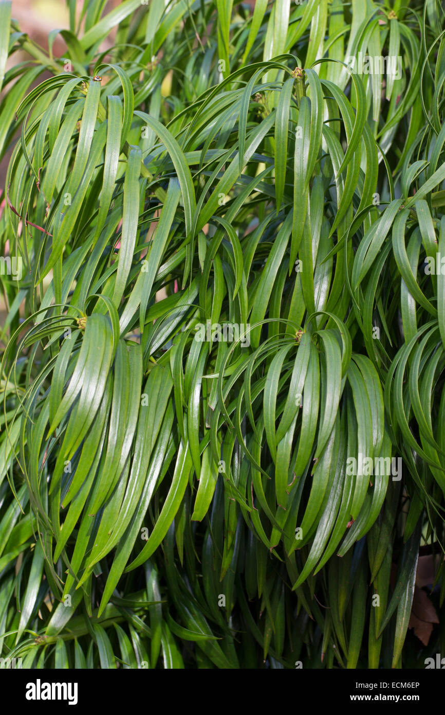 Glossy evergreen foliage of the South African drooping yellow wood, Podocarpus henkelii Stock Photo