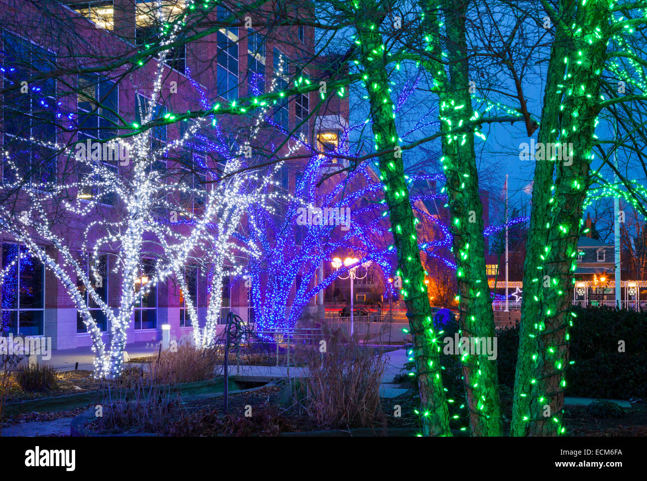 Illuminated trees near City Hall in downtown Brampton, Ontario, Canada. Stock Photo