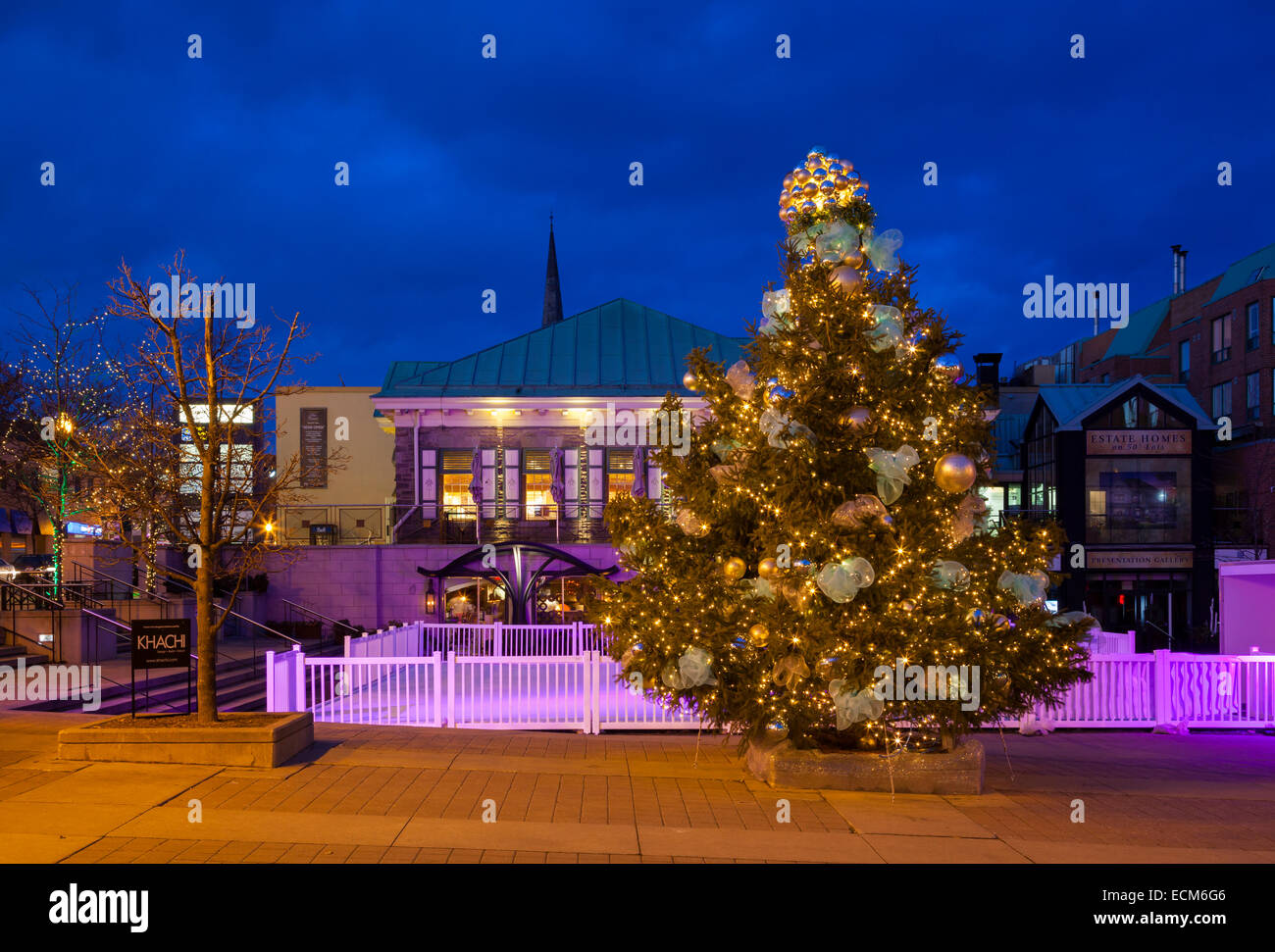 A Christmas Tree in Oakville's Towne Square at dusk. Ontario, Canada