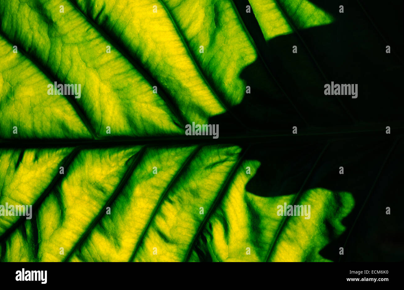 Abstract patterns of shadow and light on bright green tropical palm fronds and leaves. Stock Photo