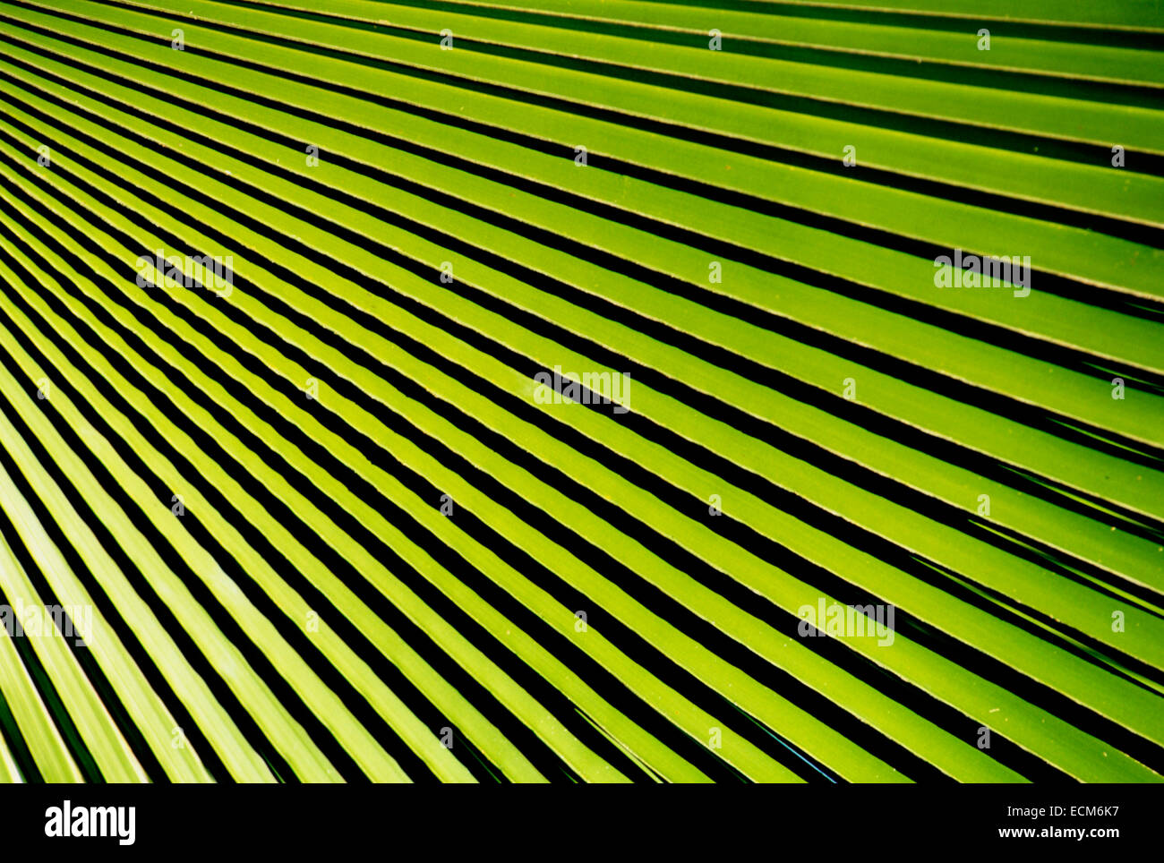 Abstract patterns of shadow and light on bright green tropical palm fronds and leaves. Stock Photo