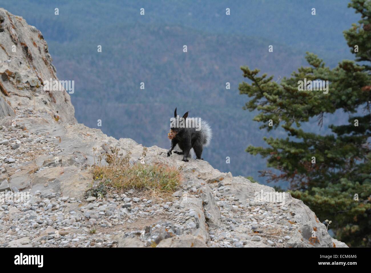 Abert's Squirrel on cliff edge with pine cone in it's mouth. Stock Photo