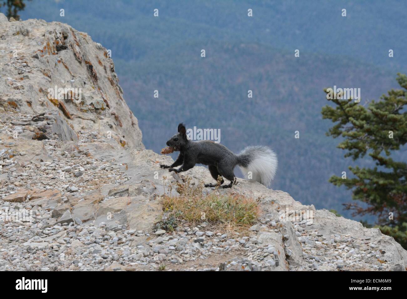 Abert's Squirrel carrying pine cone on edge of mountainside.  Sandia Mountains of New Mexico - USA. Stock Photo