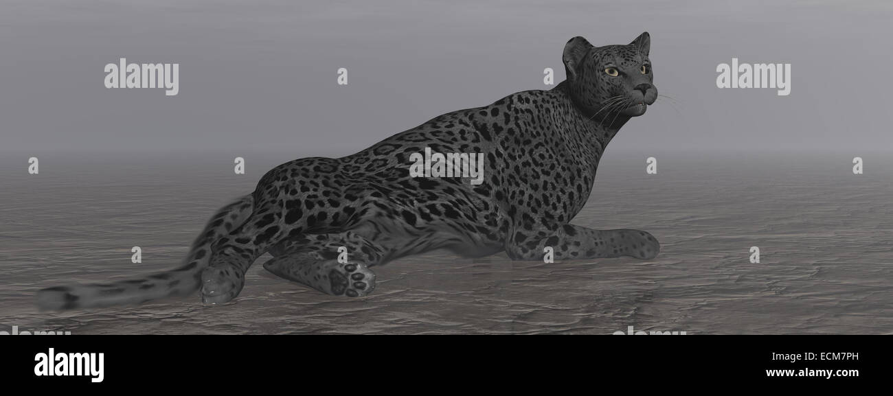 One black jaguar resting quietly on the ground by dark night Stock Photo