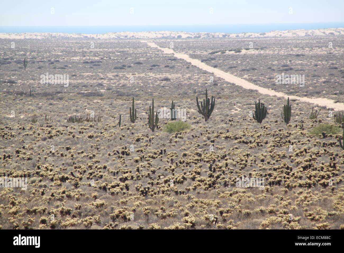 Sonoran desert on the coast Stock Photo