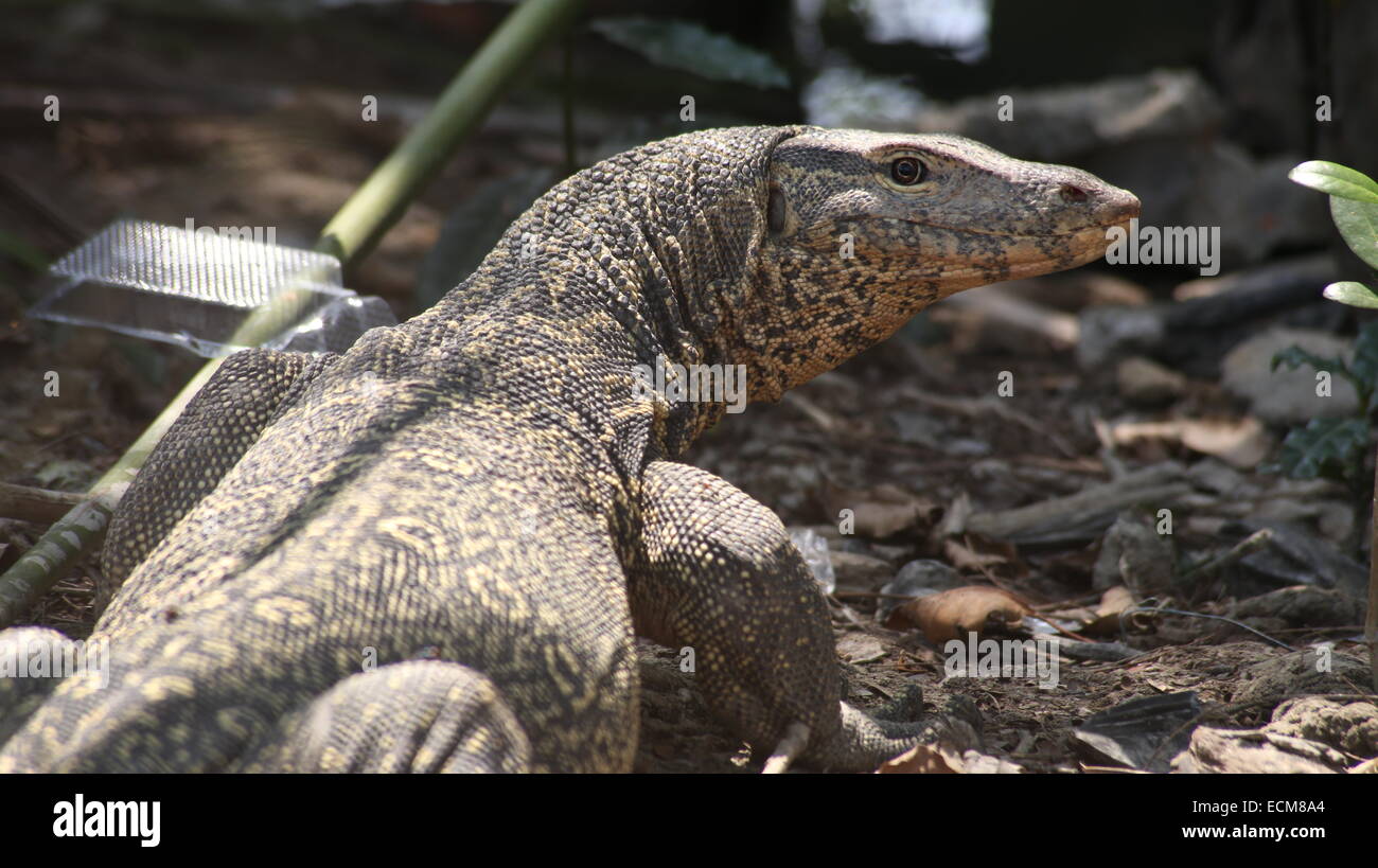 Indian monitor lizard big lizard hi-res stock photography and images - Alamy