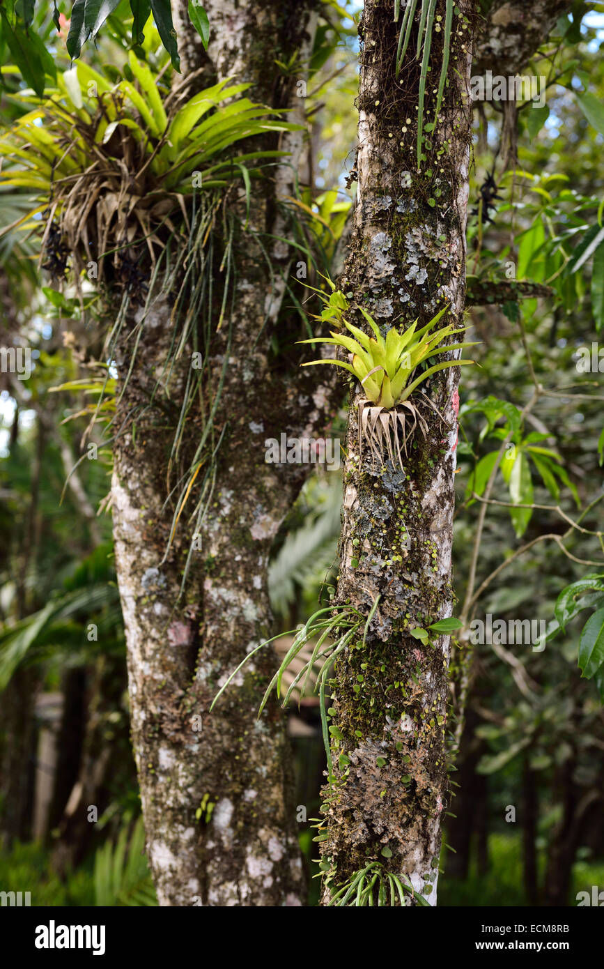 Bromeliad tropical plants growing on a tree trunk in Isabel de Torres botanical garden Dominican Republic Stock Photo